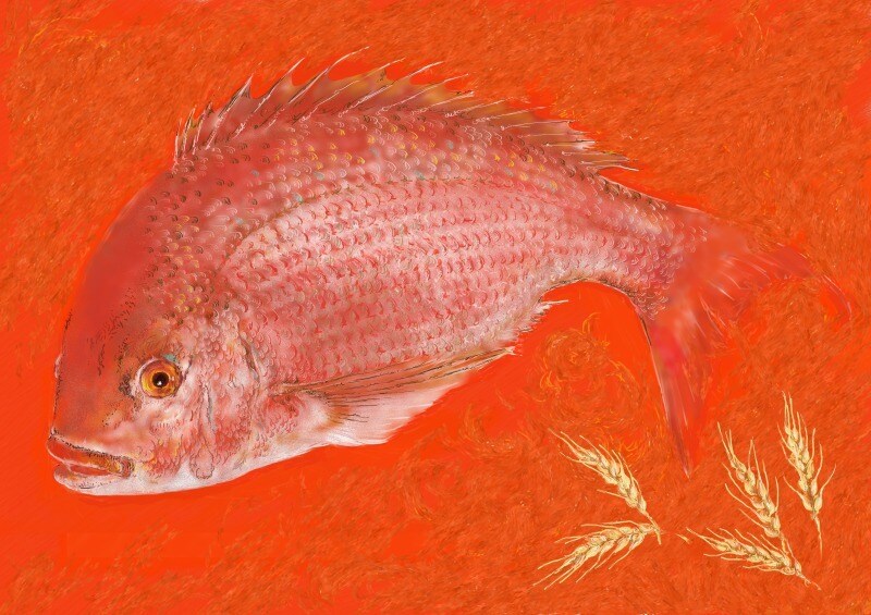 魚のイラストデータを販売いたします 魚好きのあなたにオススメです！ イメージ5