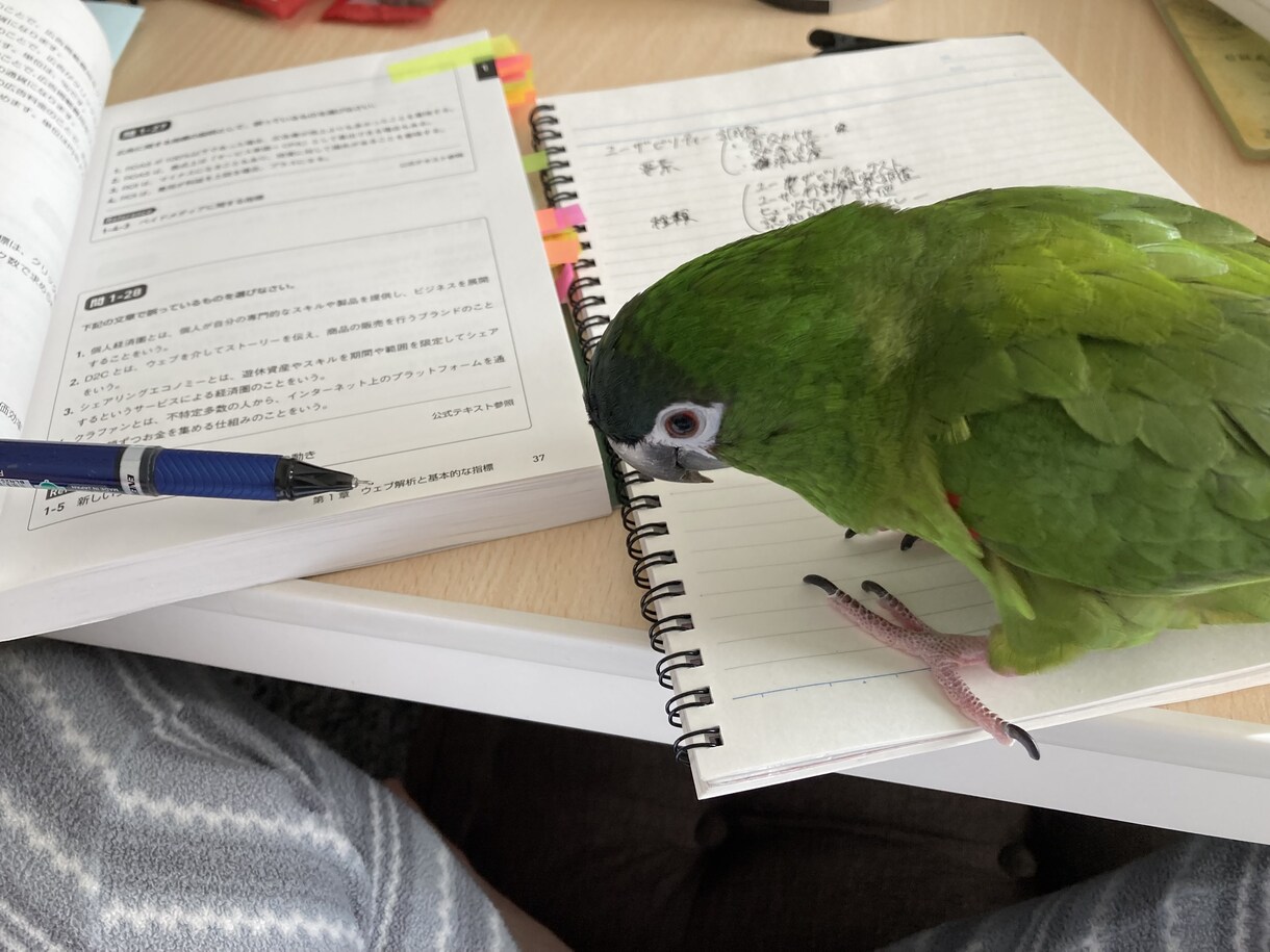 鳥を飼おうか迷っている方の相談に乗ります インコ、オウムを飼う前の不安にお答えします。 イメージ5