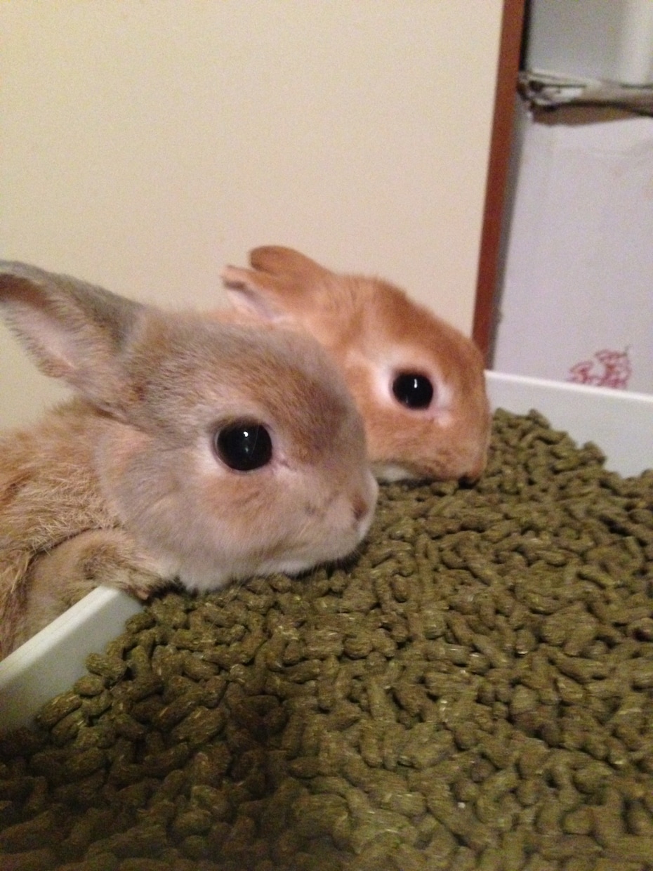 うさぎさんの飼い方アドバイスします うさぎ専門シッターがあなたの大切なうさぎさんのお悩み解決！ イメージ1