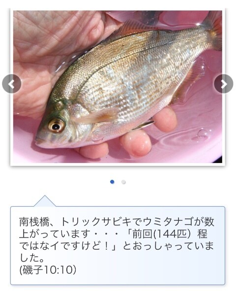 東京湾、横浜、護岸、海釣り公園　秘密釣り方教えます なんでこんなに釣れるの？GOGOフッシング イメージ5