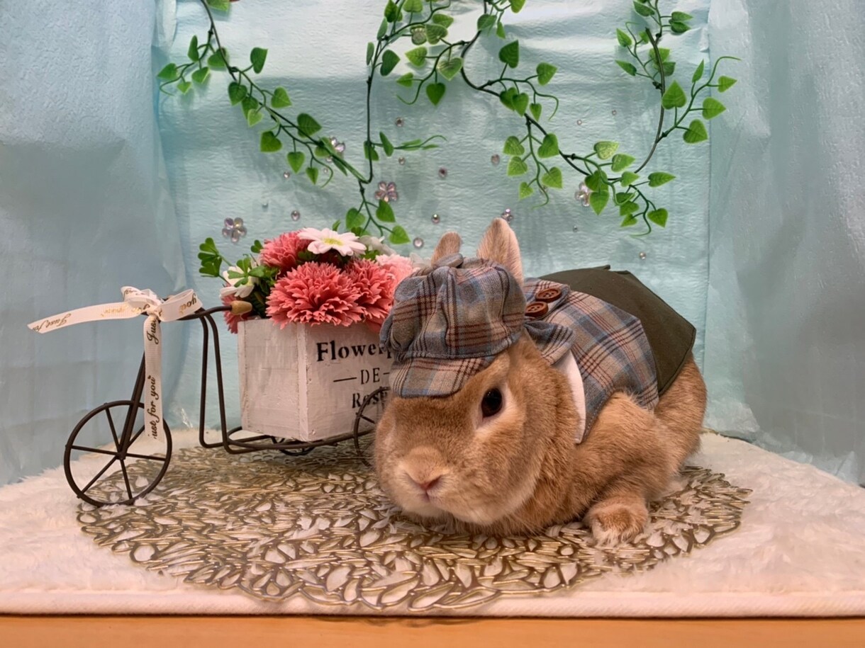 うさぎの癒し写真素材|商用OKます 癒し系うさぎの写真素材|リラックスする可愛い瞬間【商用OK】 イメージ1