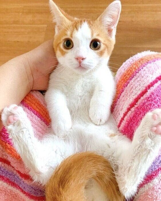 ペットの気持ちをリーディングします 問題行動の原因をお伝えします✨ イメージ3