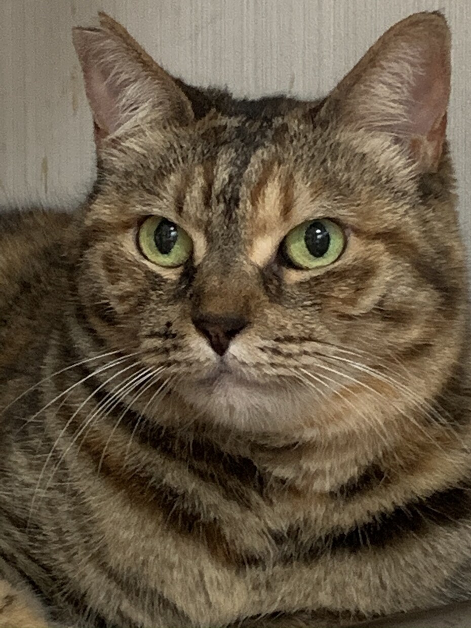 猫の飼い方教えます 産まれたときから猫と共に過ごした経験 イメージ4