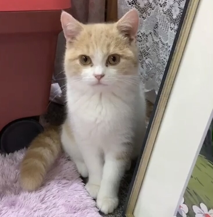猫ちゃんの画像を格安で提供します お好みのねこちゃんの行動を写真で撮ってご提供します。 イメージ4