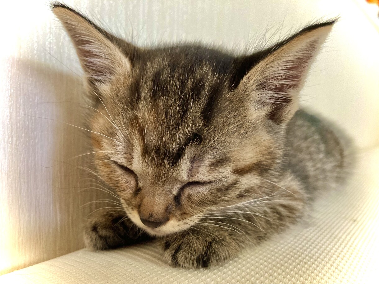 お話（なんでも）や愚痴聞きます 夜中限定！少しでも気持ちが軽くなっていただければ幸いです♪ イメージ1
