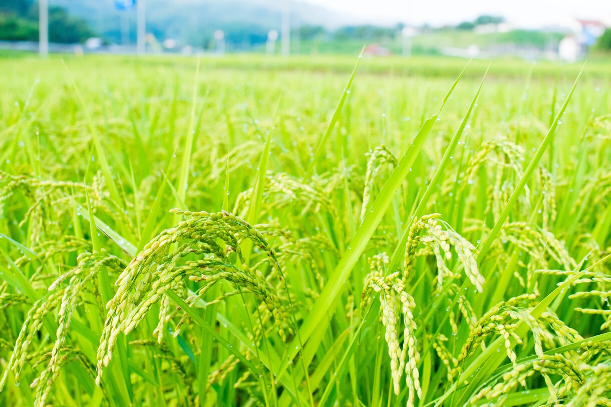 1枚~受注可能★田舎の自然と癒しの写真提供します 四季豊かな田舎だからこその風景を イメージ3