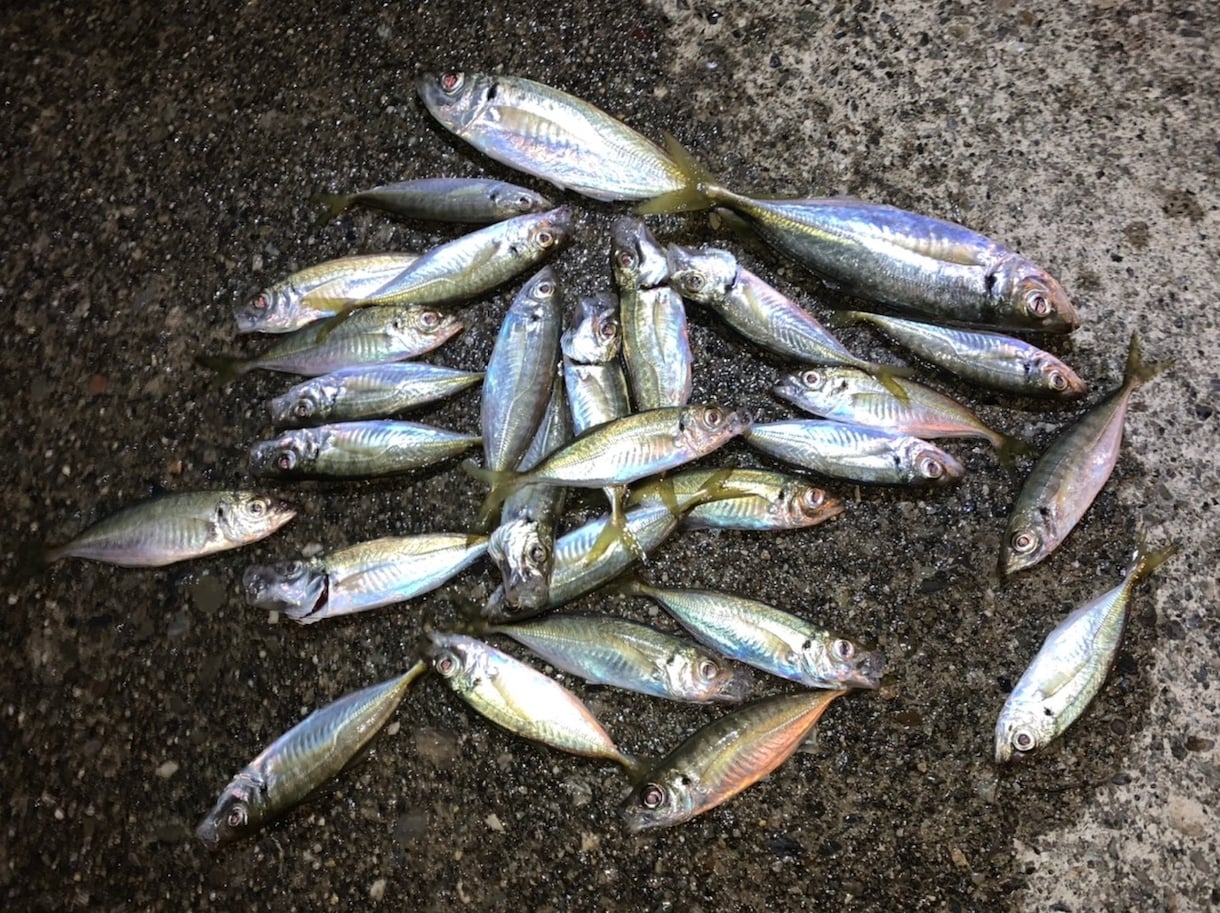 釣りに関するお話、お悩みお聞きします 【最長15日】実体験を基にお答えします！ イメージ2