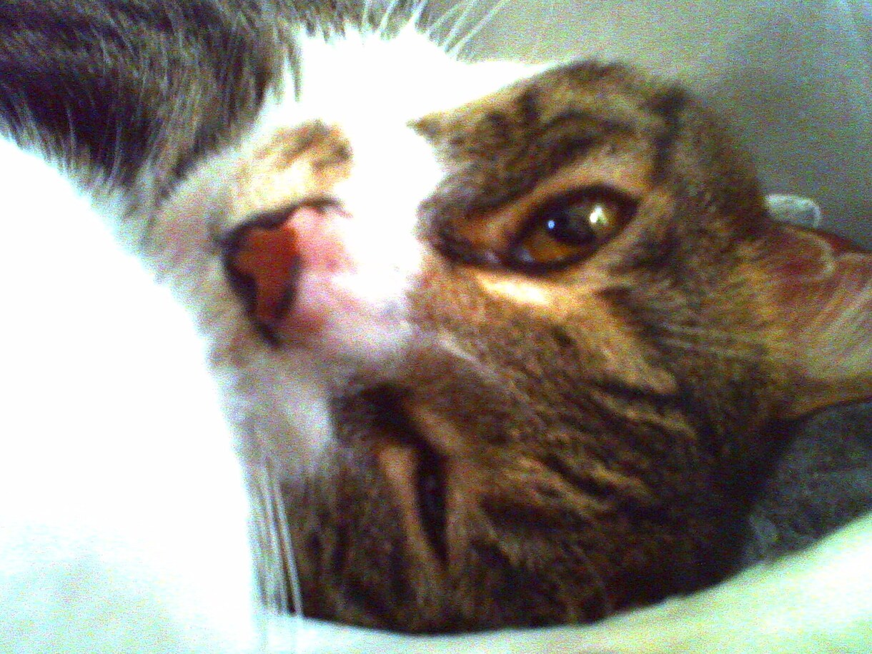 糖尿病猫に対してのインスリンの打ち方教えます 注射を打つのが難しい、愛猫をなるべく苦しませたくない方へ イメージ1