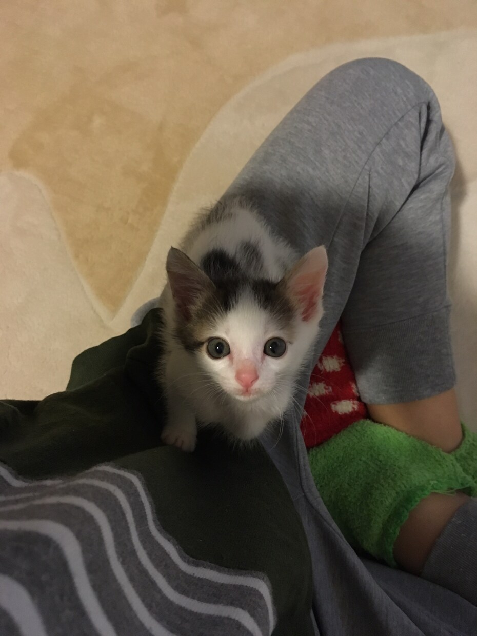 遠隔アニマルヒーリングさせていただきます 大事な家族（犬猫達他）の不調和をやわらげたいと思っている方 イメージ1