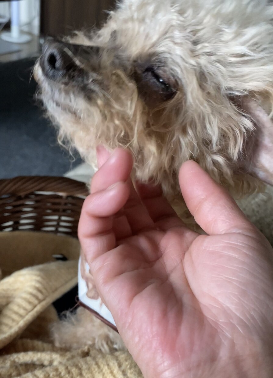 トイプードルの癒しの写真を提供します トイプードルのかわいらしい日常をお届けします イメージ5