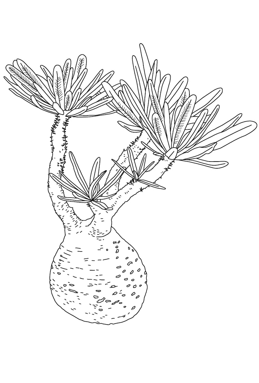 ビザールプランツ、多肉植物の線画イラスト描きます 植物のお写真から線画のイラストを描きます イメージ3
