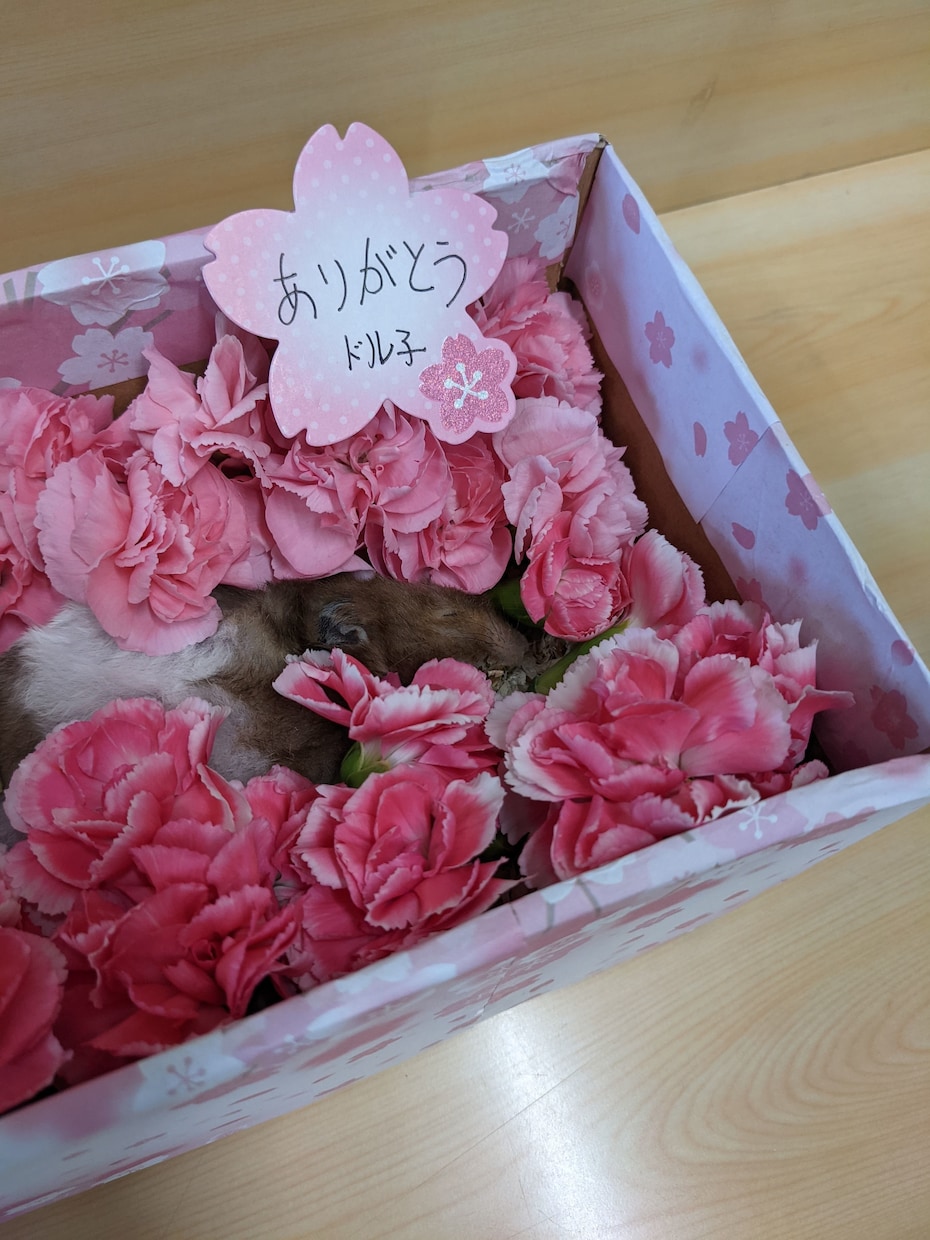 大切なあの子の、気持ち、おつたえします ペットちゃんの気持ち、瀬織津姫様のおチカラでお伝えします。 イメージ7