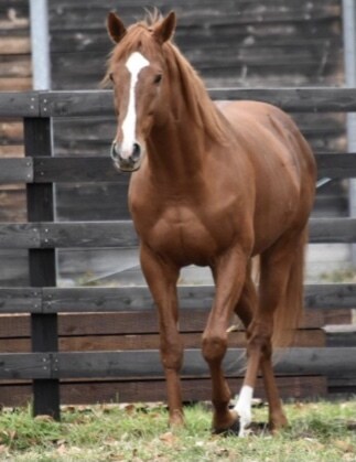 競馬予想あなたの代わりにします ご自分の予想があと少しで外れる方必見です。 イメージ1