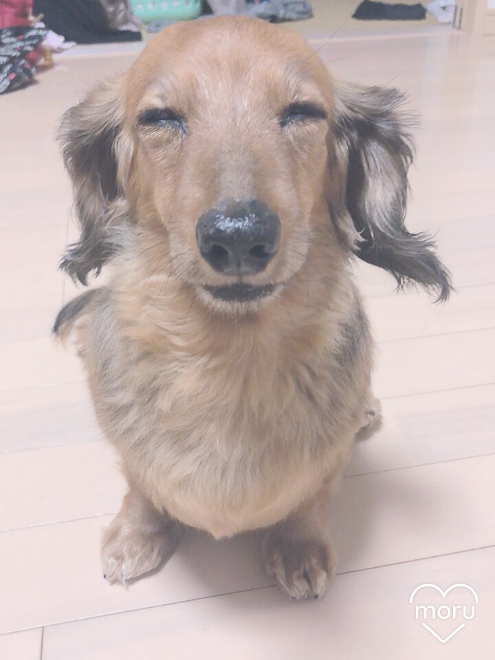 犬、猫ちゃんの気になること相談うけます 私は、現動物看護師です！犬、猫ちゃんの相談受け付けます！ イメージ1