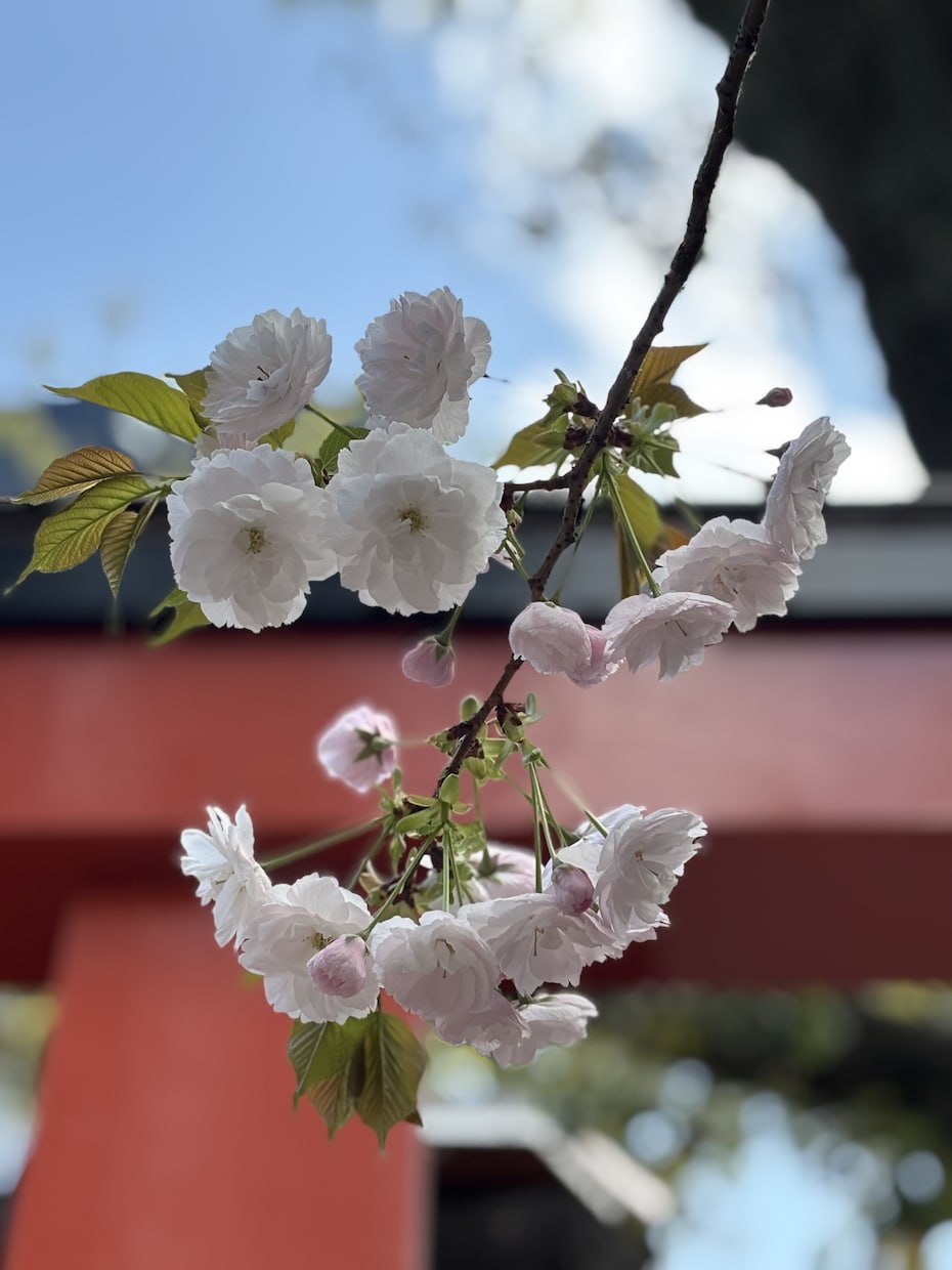 複雑恋愛OK！陰陽師家系による霊視20分鑑定します 相手はどう思っているのか等チャット形式20分間の質問OKです イメージ1