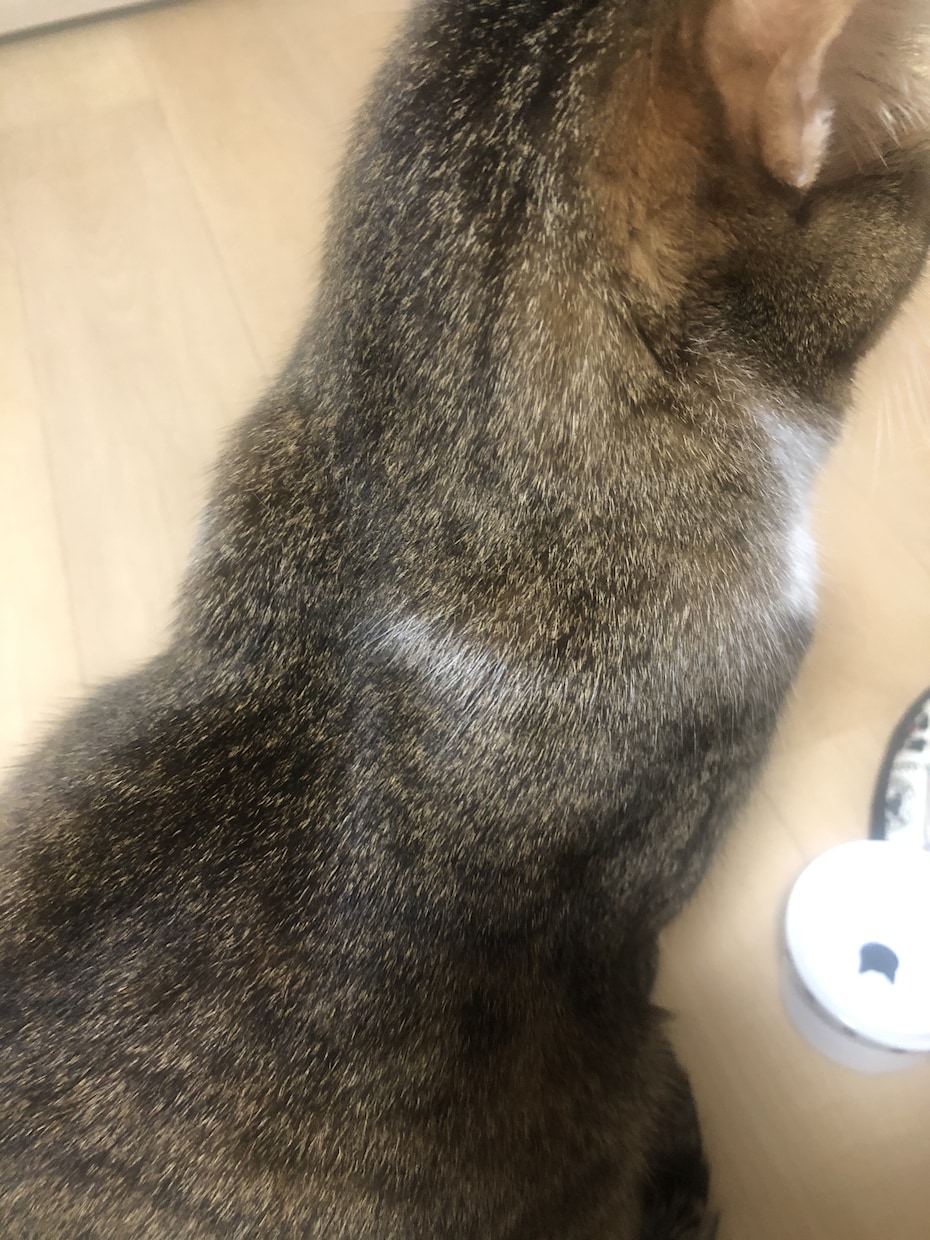 一緒に「ポジティブ」みつけます あなたの周りの小さな幸せみつけませんか？ イメージ1