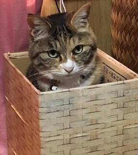 誰にも言えないお悩み、愚痴、なんでも聞きます 癒しの京ことばであなたのお悩みに寄り添います♡ イメージ1