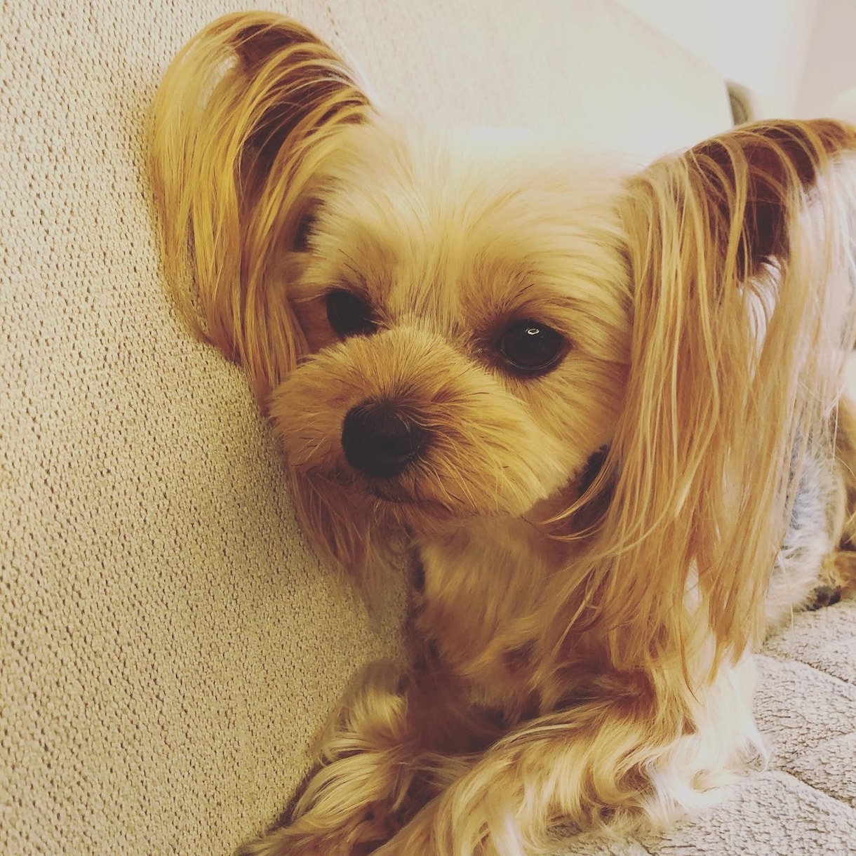 ペットちゃん達の思い＆オーラをリーディングします どんな思いで飼い主様はのことを見ているのかをお伝えします。 イメージ1
