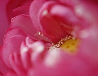 開運 Photo card をお送りします *Lotus Energy!*高次元*お花のパワーと癒し イメージ1
