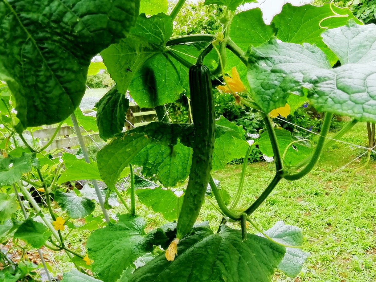 中・上級者向け！野菜づくりのコツお教えします 元農業学校講師があなたをサポート！！ イメージ1