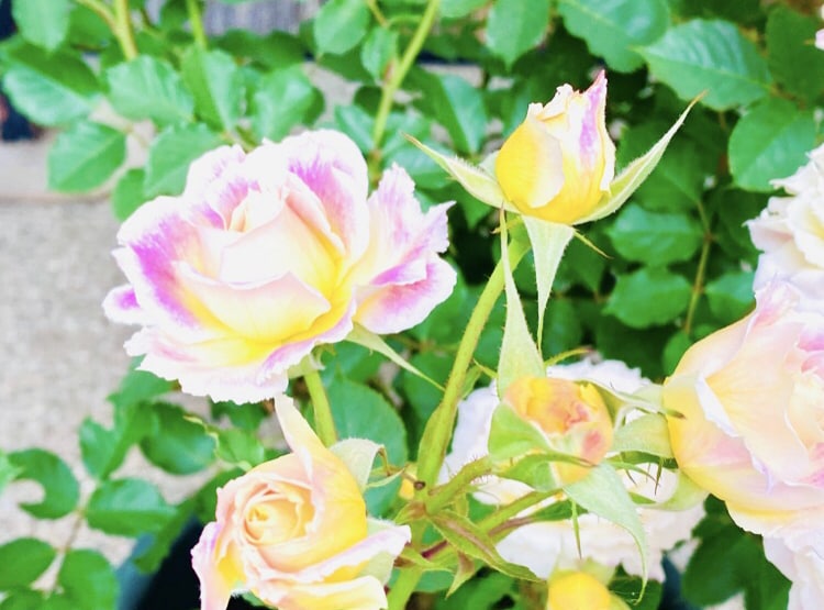 才能開花！サイキックの基礎↑神次元DNA覚醒します 光感覚を育てる練習にも活用できる高波動ESPカードをご提供中 イメージ7