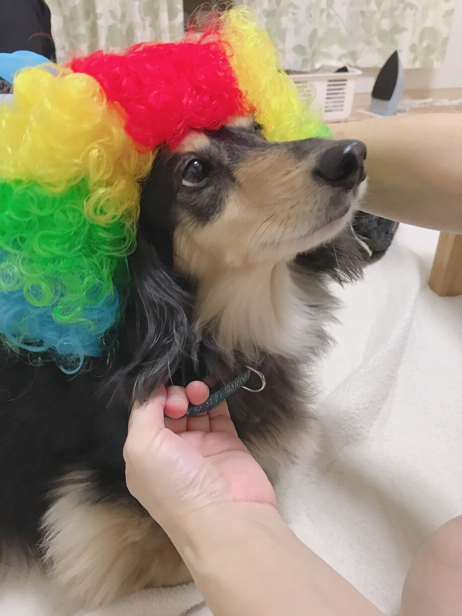 言葉にならない悲しみに、そっと寄り添います ありがとうと言えるまで愛犬を失った悲しみに寄り添います イメージ2
