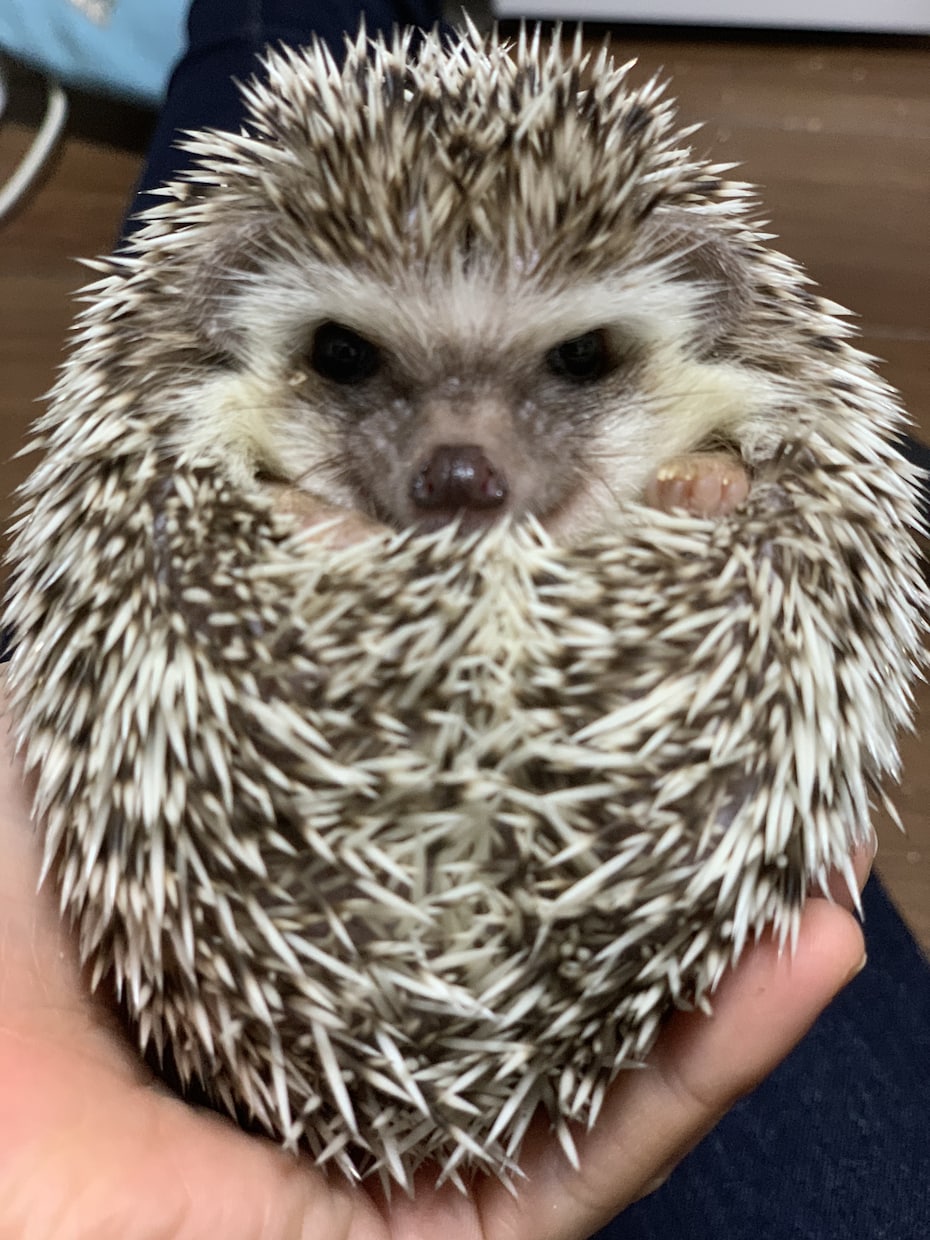 ハリネズミの相談承ります ハリネズミを飼い始めた方、または購入を考えている方用 イメージ2