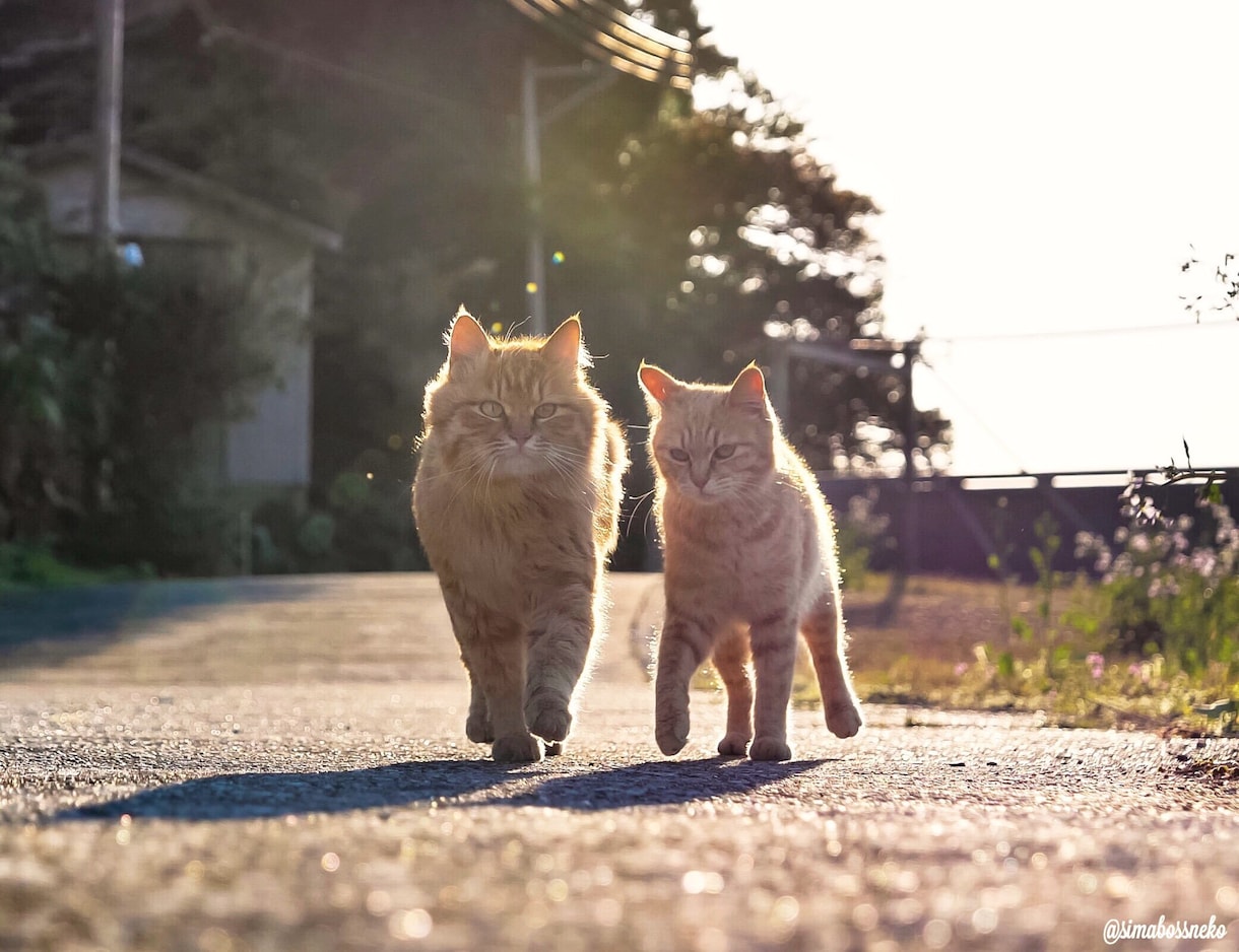 3つの特典★迷子についてわかる事をお伝えします 「ペットへのテレパシー」で数km離れた土地で発見された事も。 イメージ2