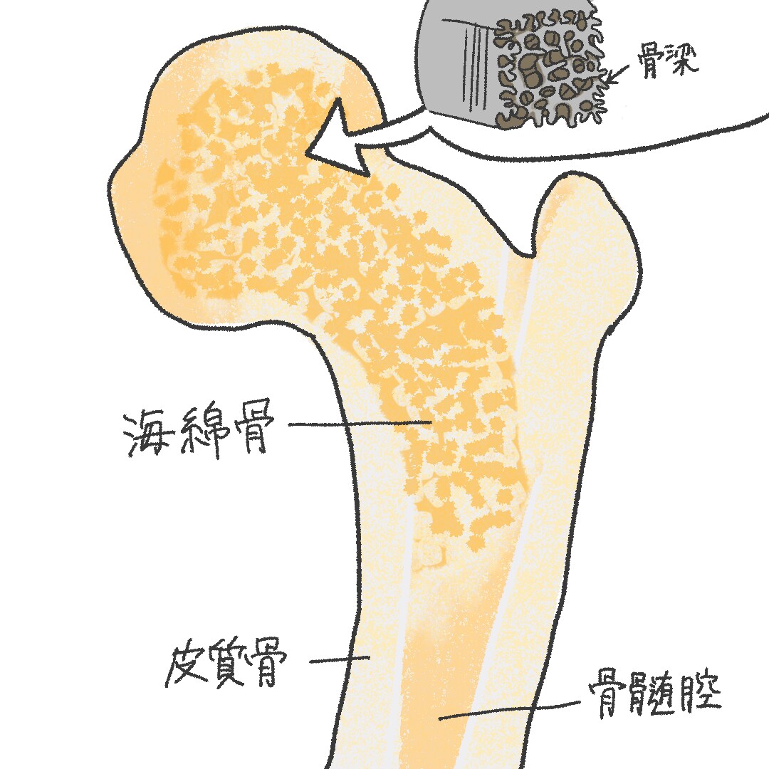 医療系イラスト描きます 薬剤師がシンプルでわかりやすいイラストを描きます。 イメージ5