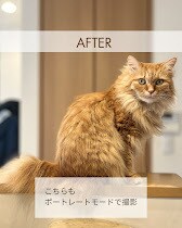 猫のプロが教える！スマホ撮影上達をサポートします 猫歴20匹×プロ18年の撮影添削 イメージ4