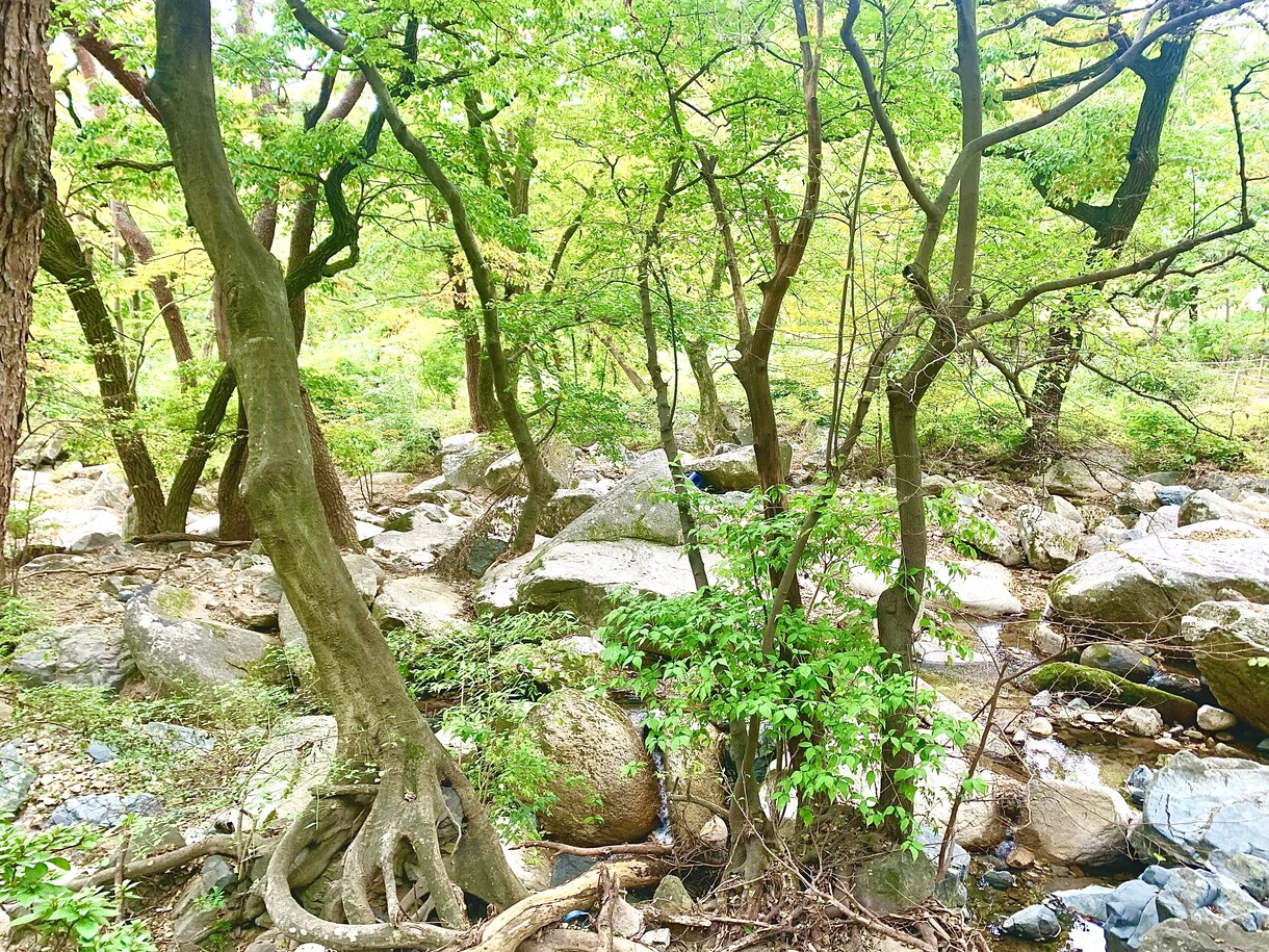 風景写真の写真提供を行います 韓国在住の私が韓国でしか撮れない風景写真を提供します！ イメージ1
