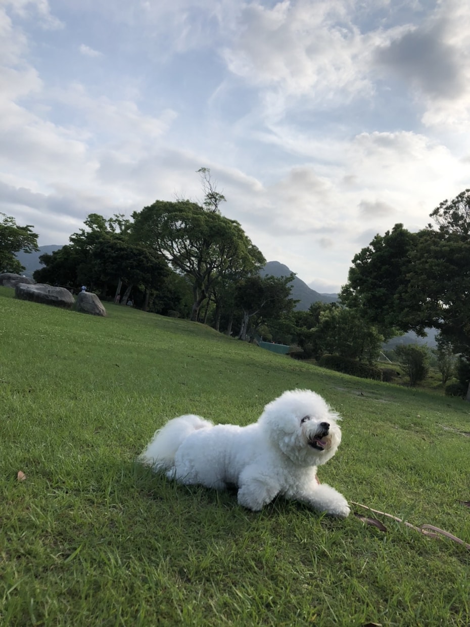 一緒に暮らす動物さんたちの声をお届けします 心の声を聞くと、我が子が更に愛しくなります イメージ2