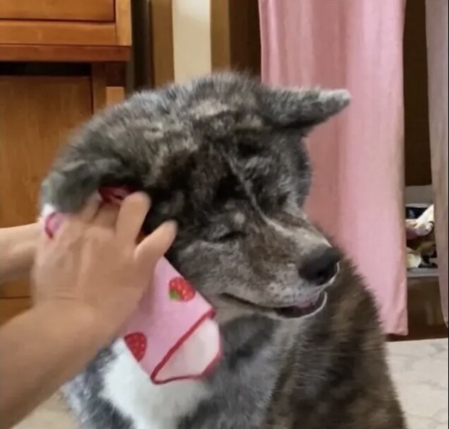 アロマで快適！簡単な愛犬の日常ケアをお伝えします ワンちゃんの口臭やカイカイ、気になりませんか？ イメージ2