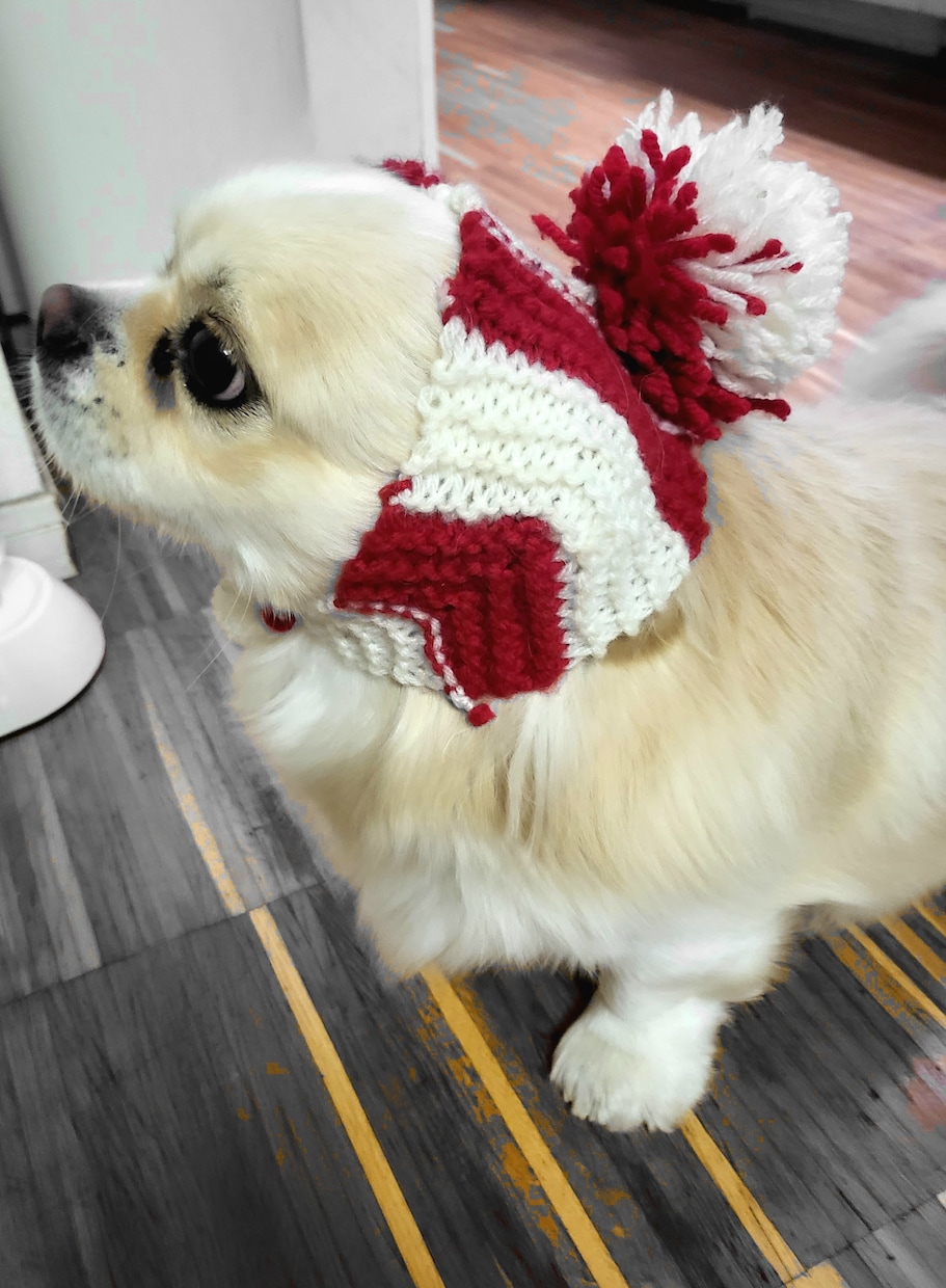 ワンちゃん、ネコちゃんのお洋服・小物作ります 飼い主様のイメージをカスタマイズ イメージ4