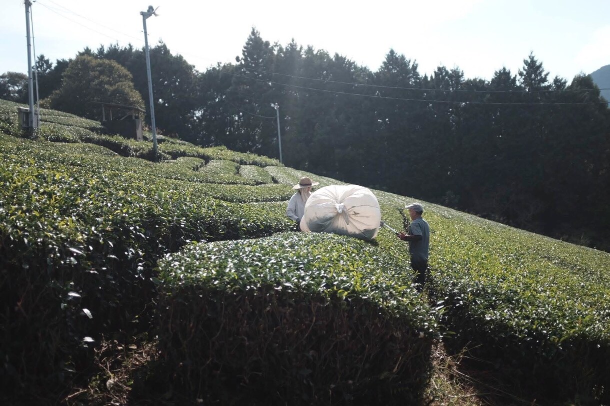 日本茶の提供・オペレーション・インスタ運用できます お茶の子さいさい　茶人として培ってきたことでのサポート イメージ2