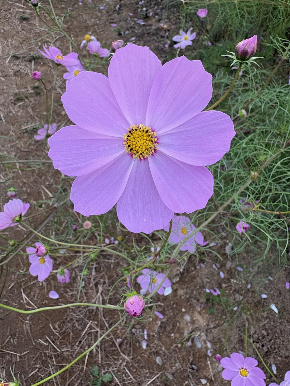 日常の写真を最新iPhoneで販売します 子供風景日常をテーマに撮影します イメージ2