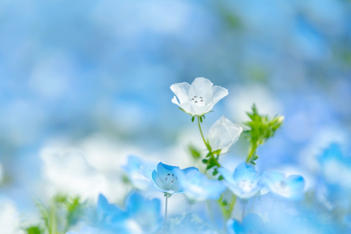 うつ病など・心の元気がない方☘️優しく寄り添います 悩み・愚痴・辛いこと・不安なこと、どんなことでも受け止めます イメージ8