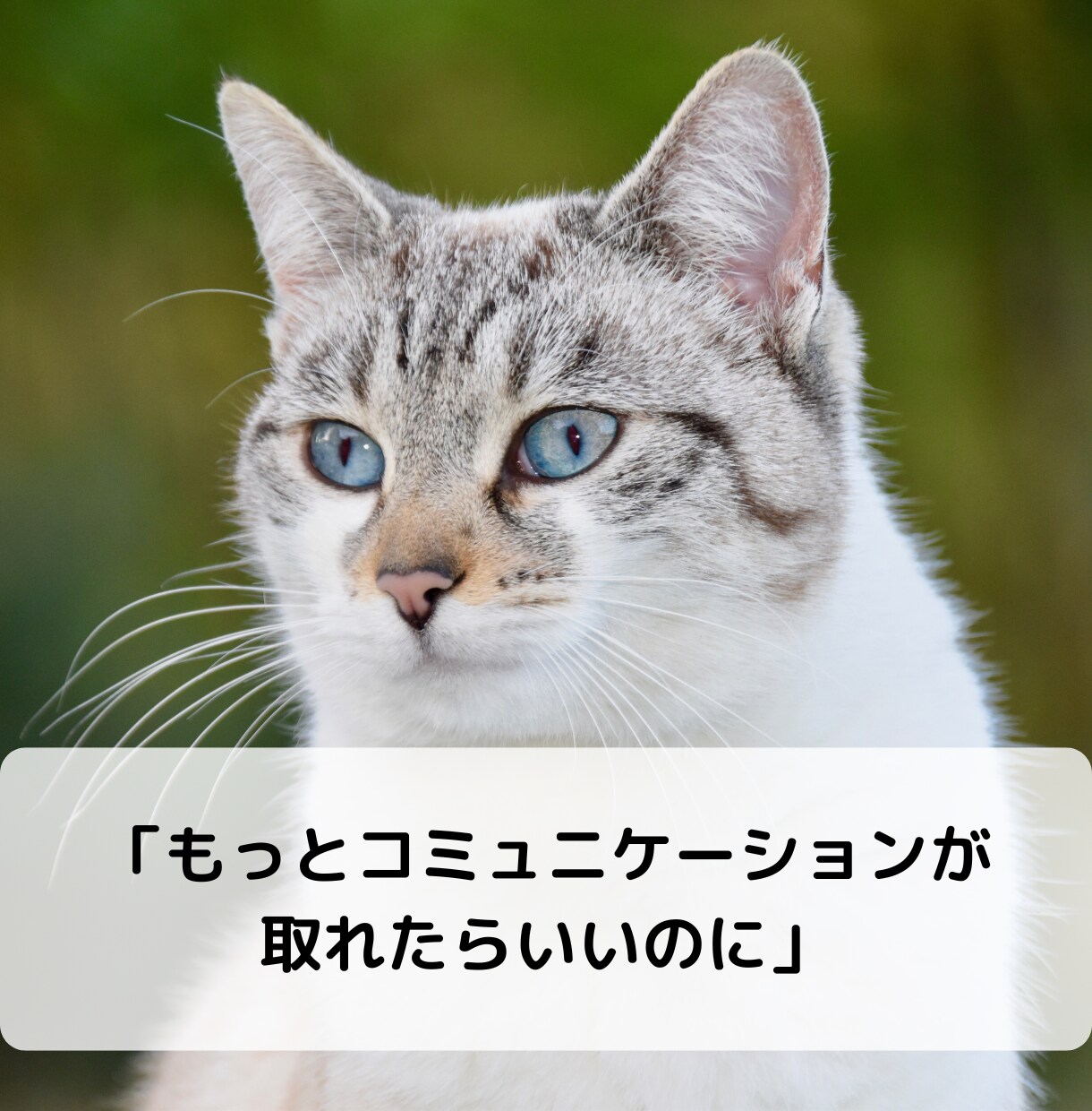 愛するペットの本音を知りたい！サクサク鑑定します 【先着10名様！】実績4600件のスピード鑑定♪ イメージ4