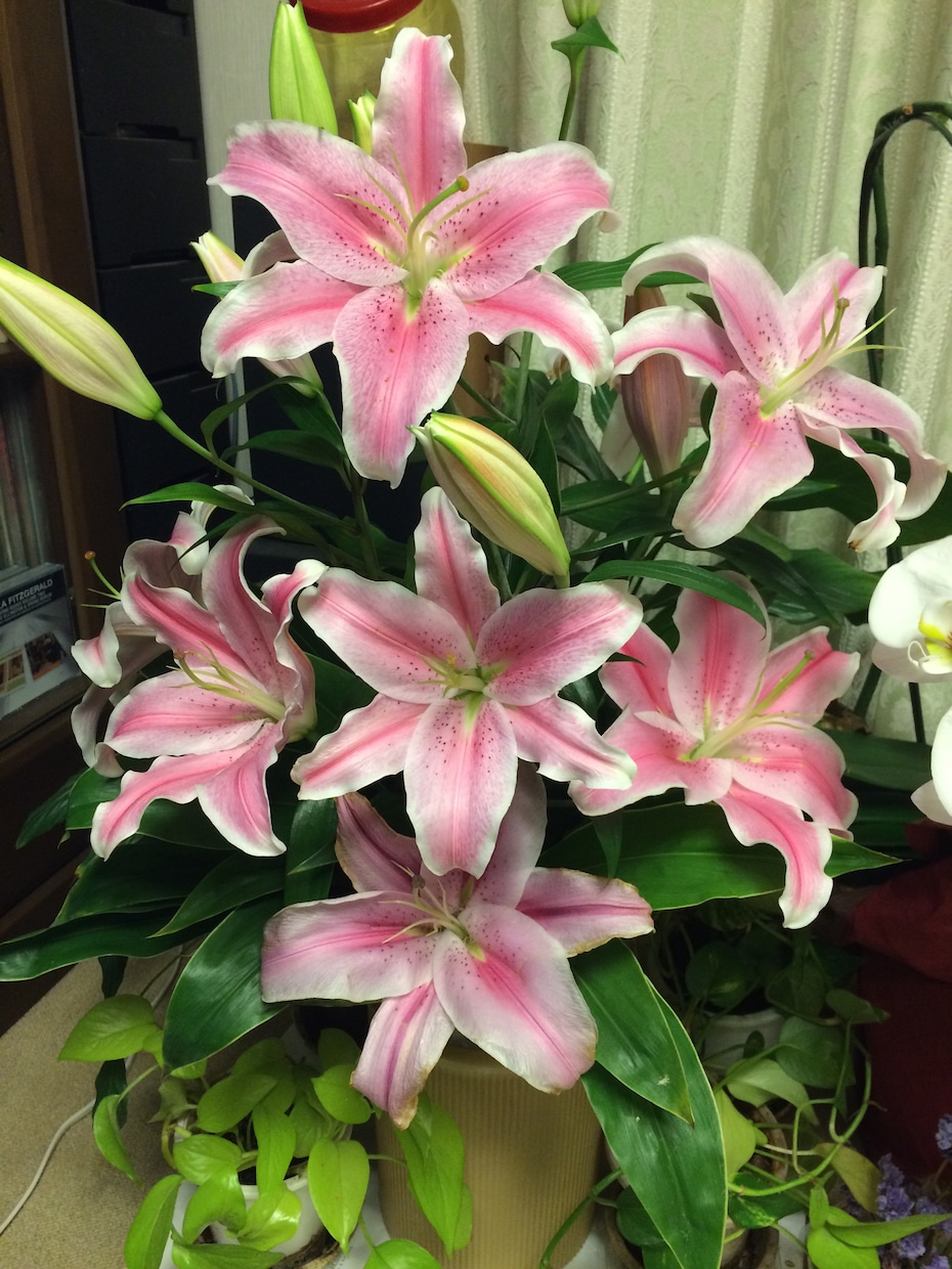なかなか婚活で成功しない、恋愛が上手くいかない貴方。 成功の秘訣をお話します。 イメージ1