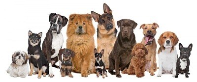 犬のしつけやお困りごとを解決します 犬のお困りごとは、犬の専門家に相談！ イメージ2