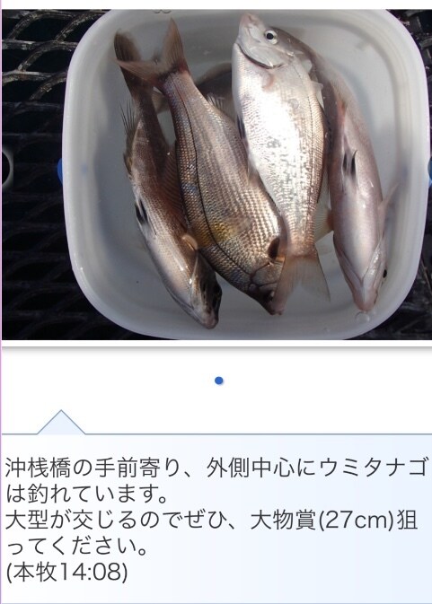 東京湾、横浜、護岸、海釣り公園　秘密釣り方教えます なんでこんなに釣れるの？GOGOフッシング イメージ3