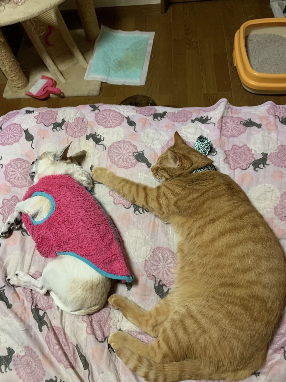 犬猫の相談何でも受けます 話す事でお互いもっと犬猫を好きになれれば良いなと思います！ イメージ1