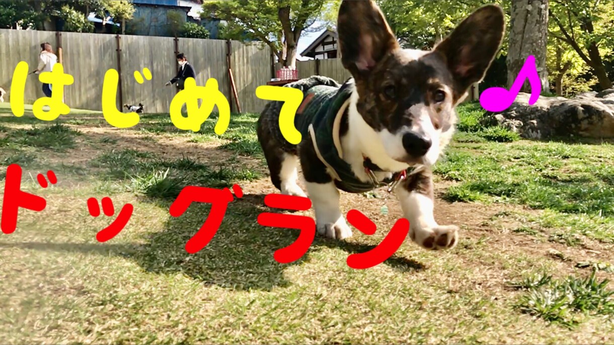 5分程のペットのYouTube動画の作成致します あなたの自慢のペットを世界中にシェアしてみませんか？ イメージ4