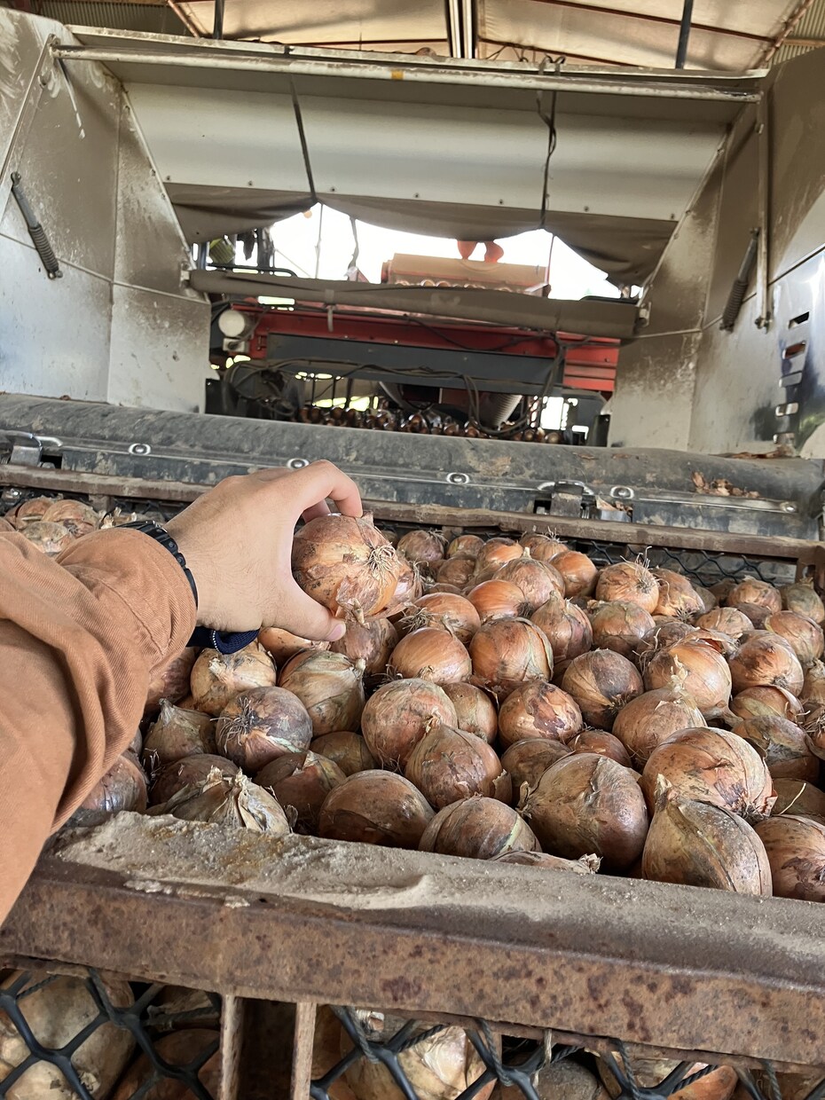 農業、家庭菜園、植物全般の悩み解決します 大手種苗会社にて品種開発〜種子生産までを経験しました。 イメージ5
