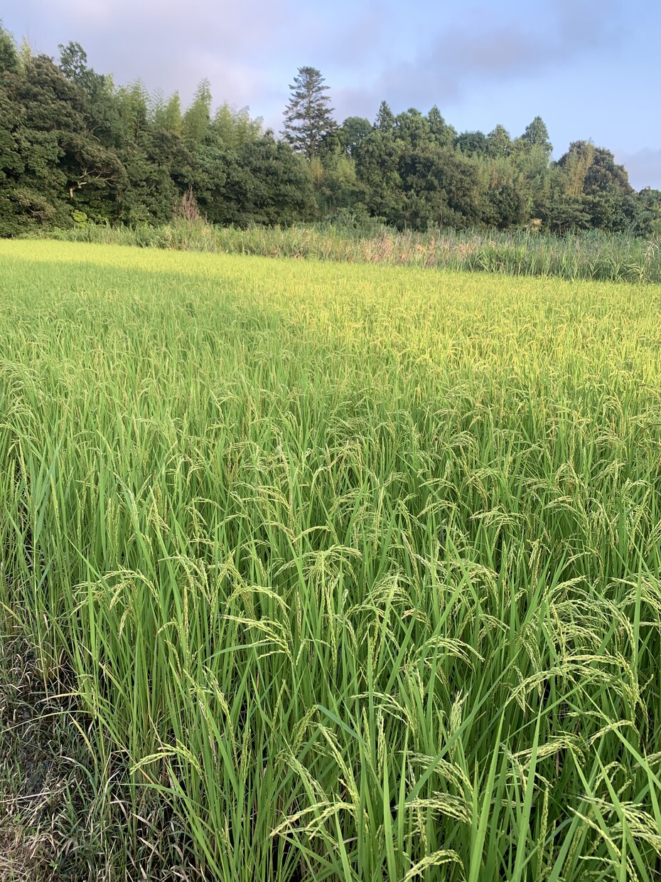 農業や家庭菜園の相談に乗ります 畑を始めたい方へ、チャット、ビデオチャットで相談に乗ります！ イメージ4