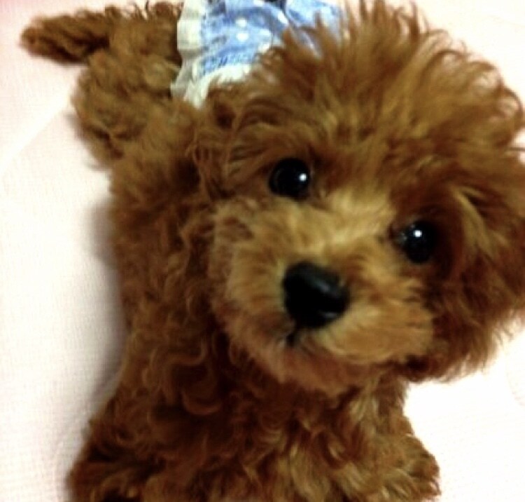 犬の病気、しつけ、お手入れ【トリマー】が答えます 〜これって病気のサイン？そのしつけ間違ってない？ イメージ1