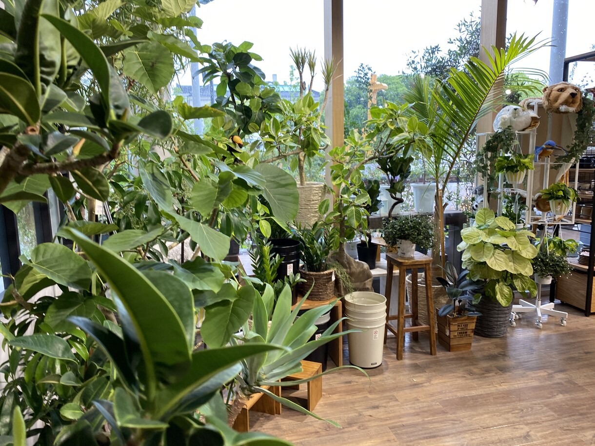 観葉植物、花壇のお花や植栽のアドバイスします 困ったことや映像からわかることをアドバイスとしてお伝えします イメージ4