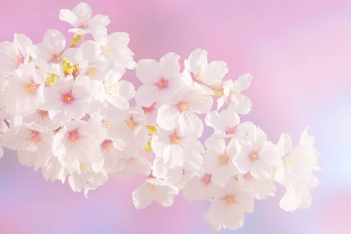 木花咲耶姫様桜花ヒーリング☆アチューンメントします ☆*。才能を開花するピンクの力強いサポートエネルギー☆*。 イメージ1