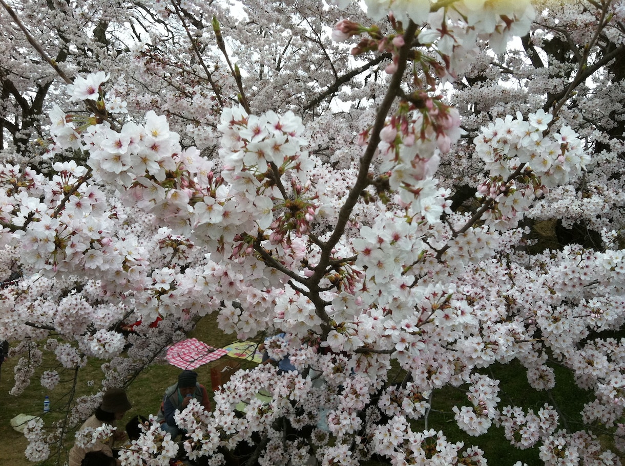 社会福祉士の苦悩を解消します 社会福祉士が悩む社会福祉士を支援 イメージ1