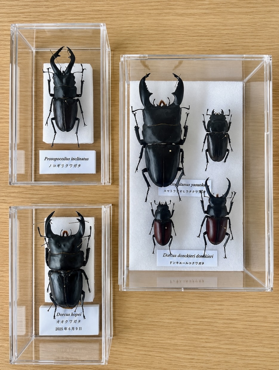 大切に育てた昆虫を飾れる標本にします お子さまと過ごした時間を、形に残します イメージ6